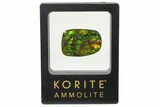 Iridescent Ammolite (Fossil Ammonite Shell) - Brilliant Greens #336291-1
